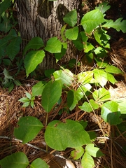 Toxicodendron pubescens