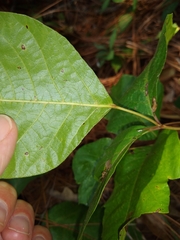 Toxicodendron pubescens