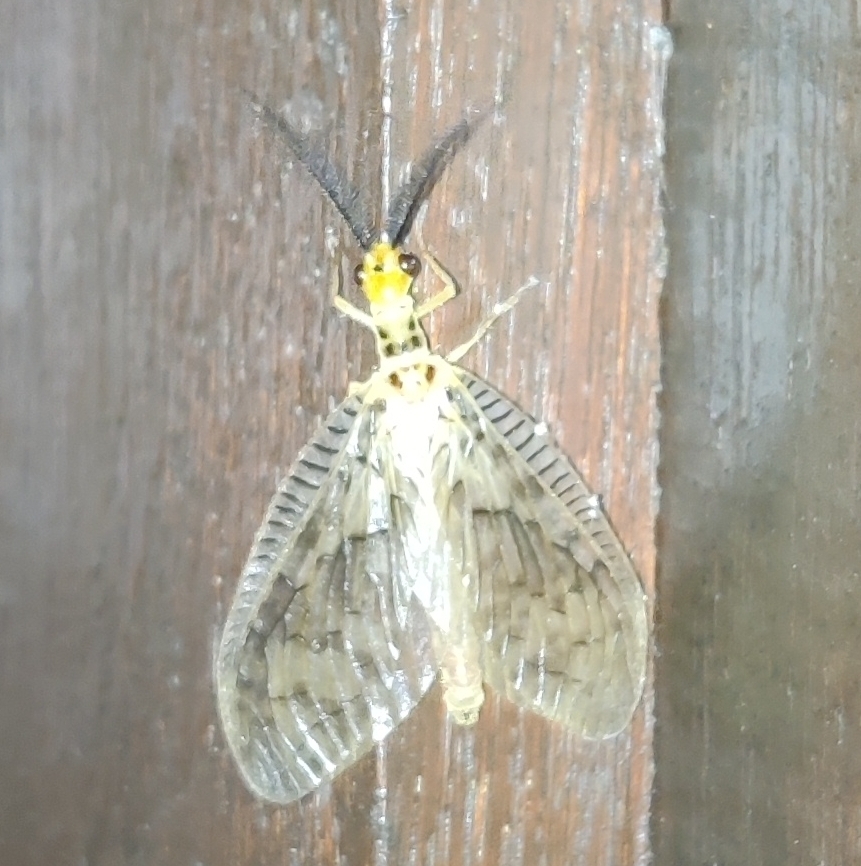 Neochauliodes sundaicus species group