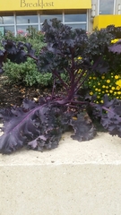 Brassica oleracea acephala