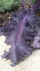 Brassica oleracea acephala