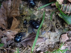 Anoplotrupes stercorosus