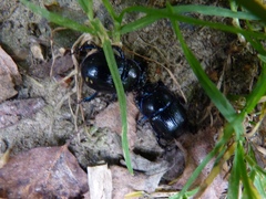 Anoplotrupes stercorosus