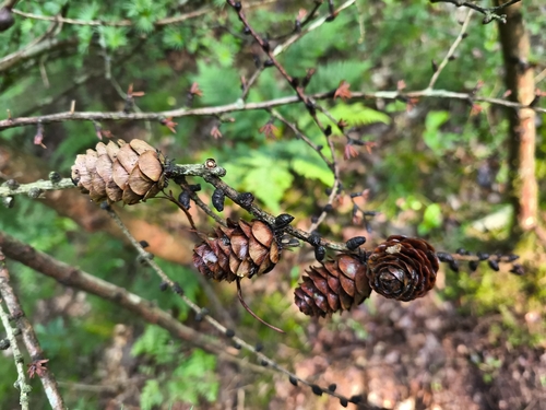Larix x eurolepis, photographed by an iNaturalist contributor