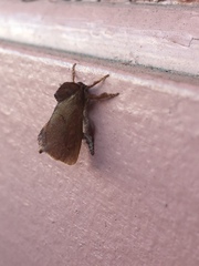 Monoleuca occidentalis