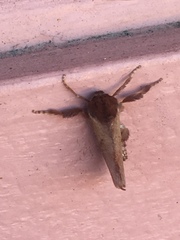 Monoleuca occidentalis