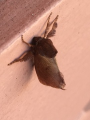 Monoleuca occidentalis