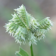 Dactyloctenium radulans