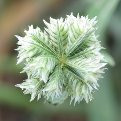 Dactyloctenium radulans