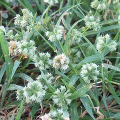 Dactyloctenium radulans