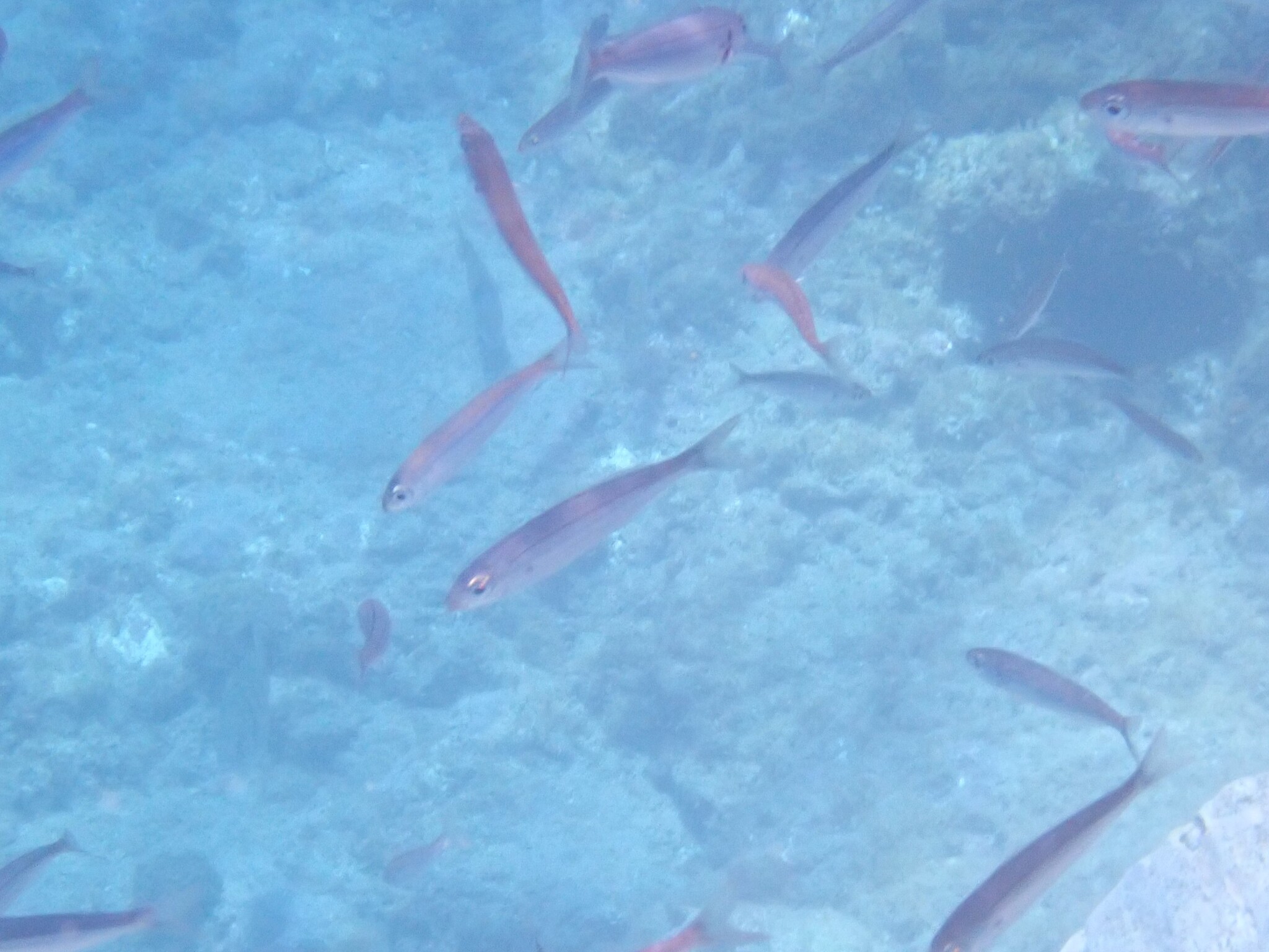 Boga