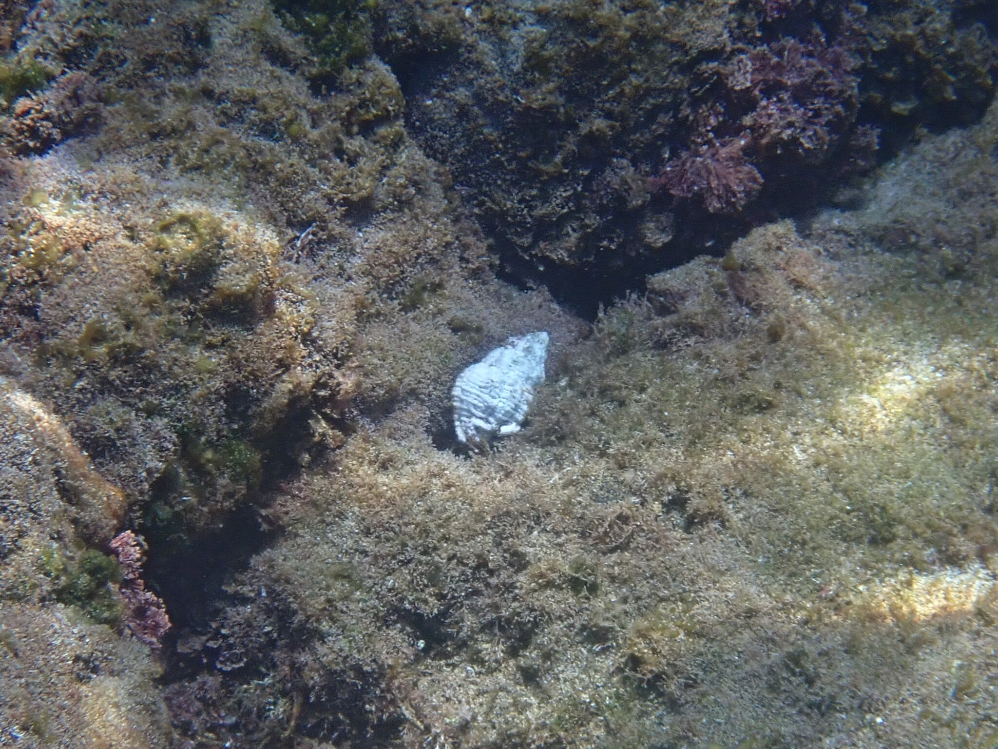 Coralliophila meyendorffii