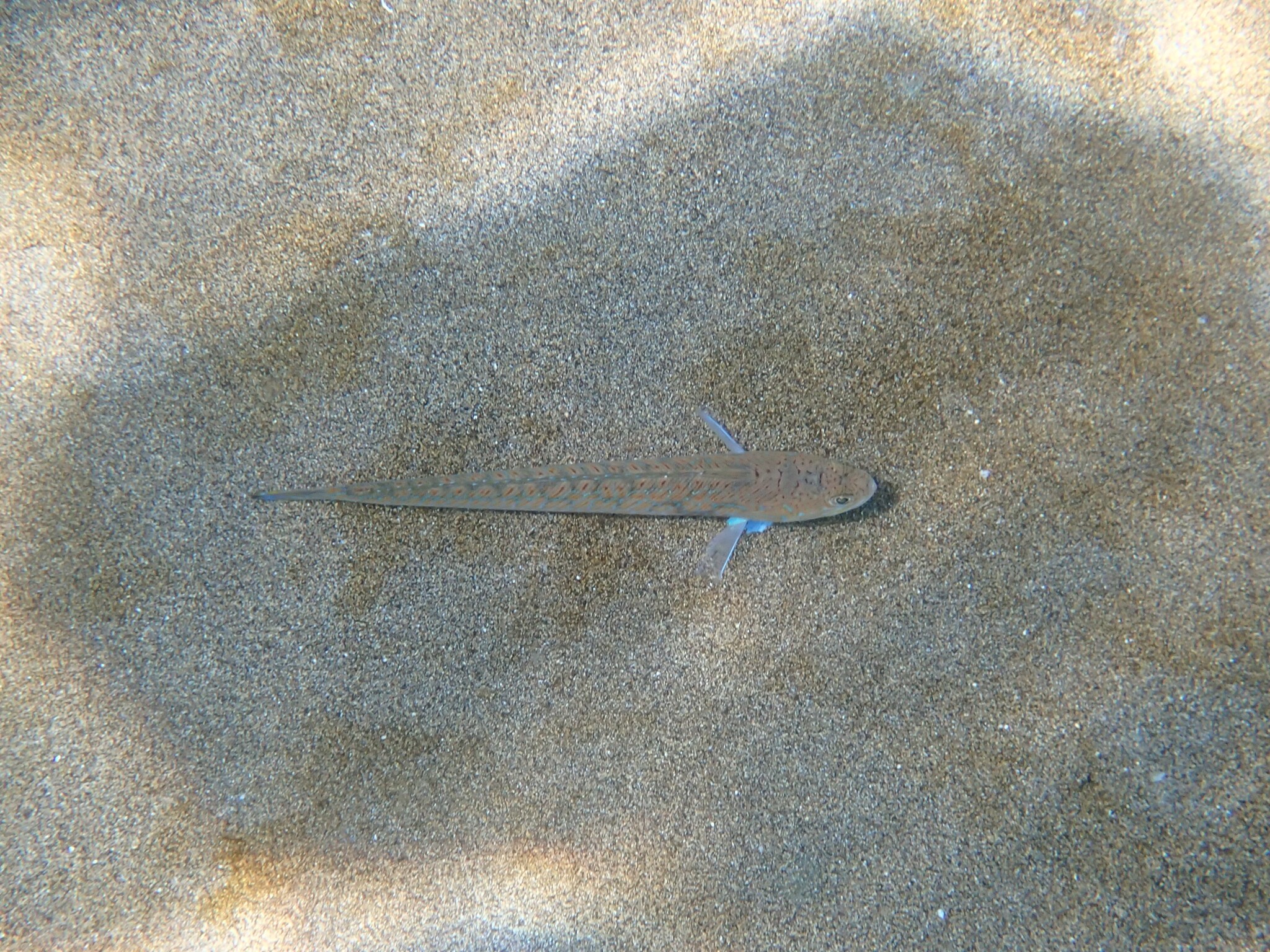 Peje araña