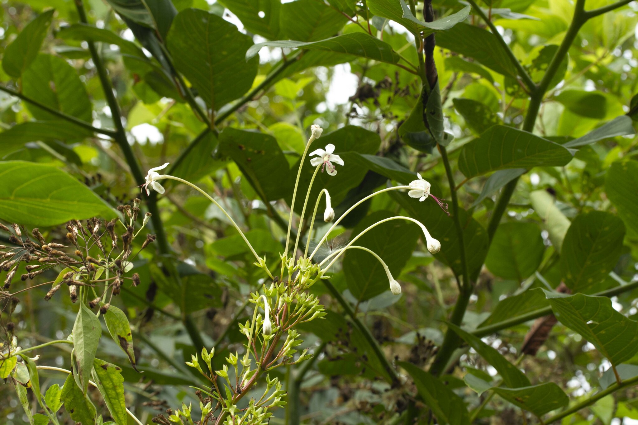Clerodendrum indicum — ảnh 3