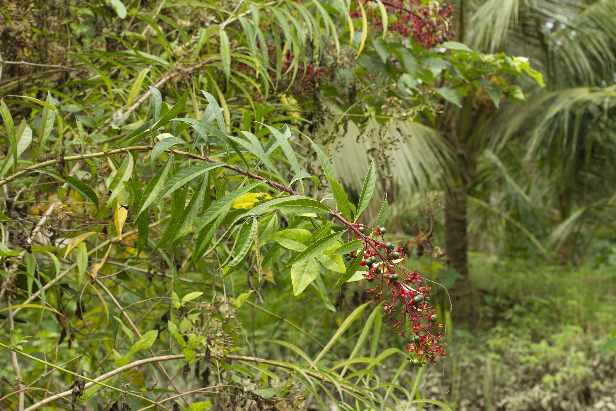 Clerodendrum indicum — ảnh 2