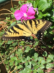 Papilio glaucus