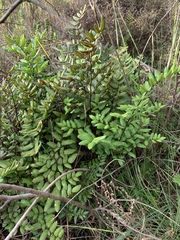 Pellaea pteroides