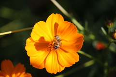 Apis mellifera