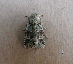 Lacinipolia laudabilis