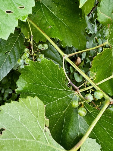 Spanish grape (Vitis berlandieri)