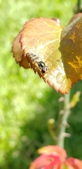 Allograpta