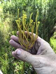 Polygala cymosa