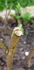 Allograpta