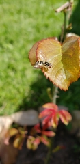 Allograpta