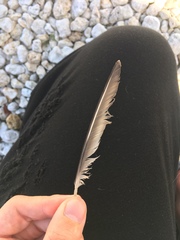 Charadrius semipalmatus