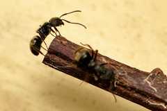 Dolichoderus bispinosus