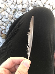 Charadrius semipalmatus