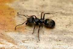 Dolichoderus bispinosus