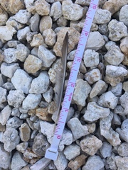 Charadrius semipalmatus