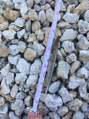 Charadrius semipalmatus