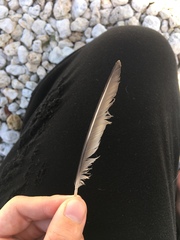 Charadrius semipalmatus