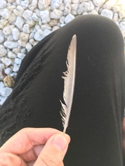 Charadrius semipalmatus