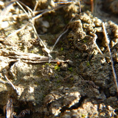 Pterygoneurum ovatum