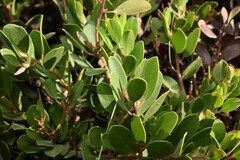 Arctostaphylos × coloradensis