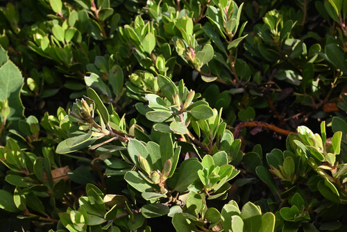 Arctostaphylos × coloradensis, photograph 1