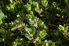 Arctostaphylos × coloradensis, photograph (c) Anders Hastings, some rights reserved (CC BY)