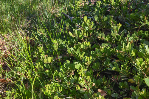 Arctostaphylos × coloradensis, photograph 2