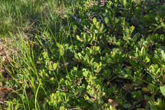 Arctostaphylos × coloradensis, photograph (c) Anders Hastings, some rights reserved (CC BY)