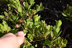 Arctostaphylos × coloradensis, photograph (c) Anders Hastings, some rights reserved (CC BY)