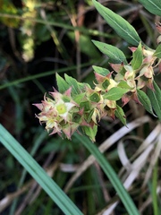 Ludwigia pilosa