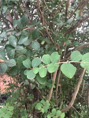 Lagerstroemia indica