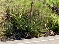 Agave palmeri
