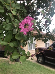 Lagerstroemia indica
