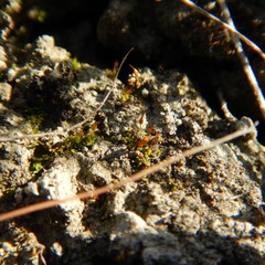 Pterygoneurum ovatum