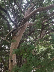 Lagerstroemia indica