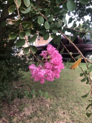 Lagerstroemia indica